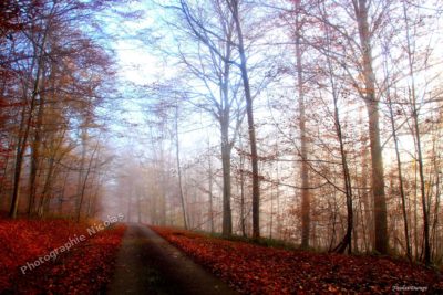 Chemin  d'automne