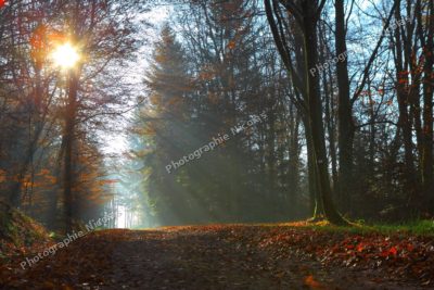 Chemin d'automne