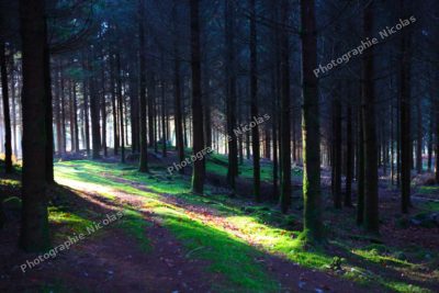 Forêt d'emeraude