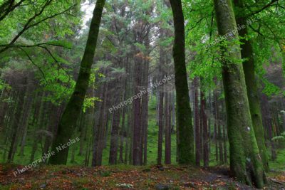 Green forest