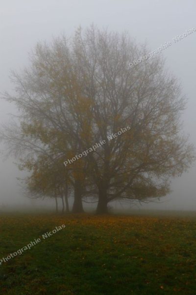 zBrume d'automne